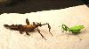 A Brutal Fight Of Mantises The Huge Walking Stick Frightened The Mantis