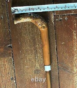 Antique Carved Armadillo Design Wooden Silver Hallmarked Walking Stick Cane