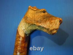 Antique Carved Scotty Dog Head Cane Walking Stick, finest ever on Ebay, Ca 1900