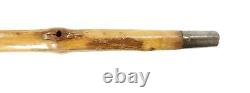 Antique Hand Carved Walking Stick Cane of Salamander or Gecko with Glass Eyes