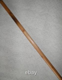 Antique Large Walking Stick / Cane With Hand Carved Dog Head & Steel Collar