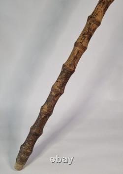 Antique Semi-Flexible Whangee Bamboo Cane Walking Stick Hand Carved Dog Handle