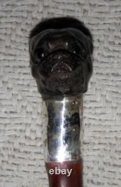 Antique Walking Stick Cane Carved Pug Dog Head Handle Hallmarked Silver Collar