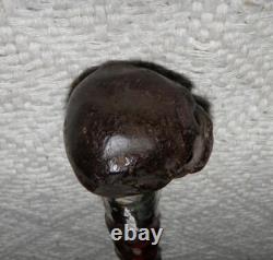 Antique Walking Stick Cane Carved Pug Dog Head Handle Hallmarked Silver Collar