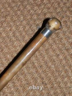 Antique Walking Stick Hand-Carved Bovine Horn Greyhound & Hallmarked 1911 Silver