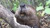 Beaver Chews Through Tree Limb Close Up Footage See How Beavers Do It