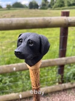 Black Labrador Head, Hand Carved in Lime Country Walking stick