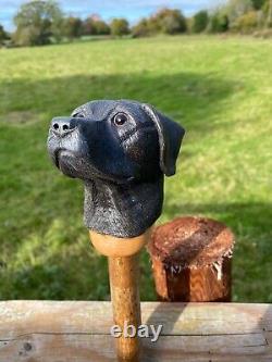 Black Labrador Head, Hand Carved in Lime on Hazel Shank Country Walking stick