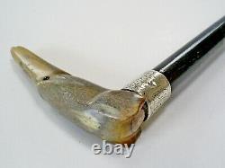 C19th Antique Carved Horn/dog Handle Hm Silver Band Ebonised Walking Stick/cane