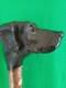 Carved Figure Of A Gun Dog