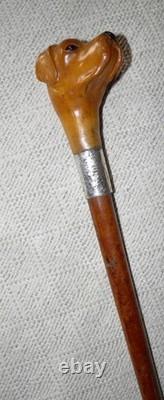 Edwardian Walking Stick / Cane Carved Labrador Dog Silver Collar Hallmarked 1908