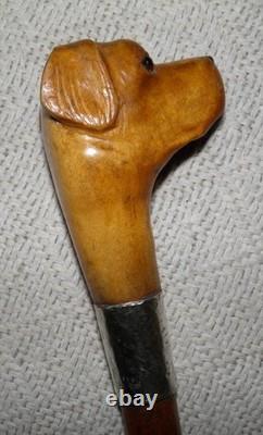Edwardian Walking Stick / Cane Carved Labrador Dog Silver Collar Hallmarked 1908