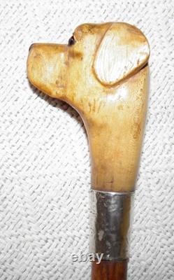 Edwardian Walking Stick / Cane Carved Labrador Dog Silver Collar Hallmarked 1908