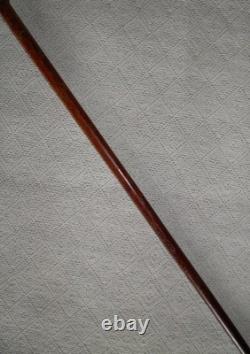 Edwardian Walking Stick / Cane Carved Labrador Dog Silver Collar Hallmarked 1908