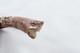 Hand Carved Small Shark Walking Stick Cane Top Handle Antler Horn Sheffield