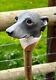 Hand Carved Whippet Head in Lime wood Country Walking stick on Hazel Shank