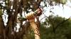 Hand Carved Wooden Walking Stick Rose Handle Grip Cane Artisan Decorative Cane For Men U0026 Women