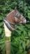 Handmade Horse Hand carved wooden walking cane for men women walking stick