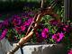 Lizard Flower Wood Hand Crafted Carved Walking Stick Cane for women Ladies D