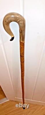 RAMS HORN crook on a hazel shank, walking and beaters stick 128 cm