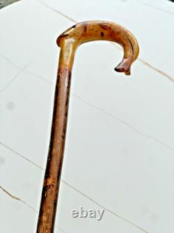 Rams horn carved hazel wood walking stick with Fish Salmon. 50