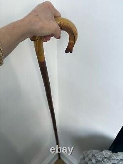 Rams horn carved hazel wood walking stick with Fish Salmon. 50
