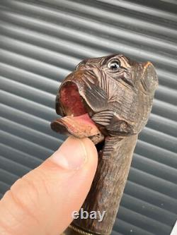 Rare Antique Walking Stick With Black Forest Carved Dog Handle Opening Mouth