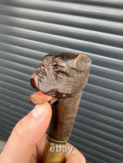 Rare Antique Walking Stick With Black Forest Carved Dog Handle Opening Mouth