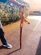 STUNNING 2 TONE, Jamaican, hand carved Cultural Artistic Walking stick/Staff