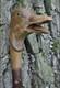 Stylish victorian wooden walking stick hand carved Duck wooden walking Gift