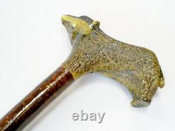 Superb Hand Carved Stag Horn/antler Badger Handle Hazel Shaft Walking Stick/cane