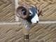 Vintage Style Goat Walking Stick Hand-Carved Wooden Cane Handmade