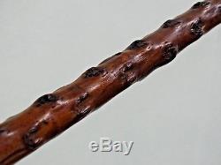 WONDERFUL ANTIQUE WALKING CANE STICK CARVED HANDLE DOG HEAD thorn-wood shaft