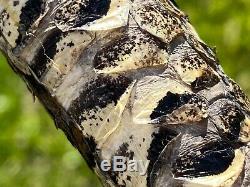 Walking Stick Skin Yarara Snake Real. Carving Skull In Real Deer Bone. #VIVORA