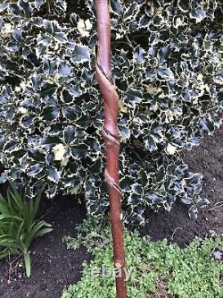 Welsh Handcrafted Carved Fox Red Labrador Head Handle Walking Stick