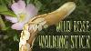 Wild Rose Walking Cane