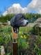 Wooden walking stick hand carved Beautiful Dog wooden walking cane