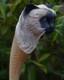 Wooden walking stick hand carved Cat wooden walking cane