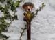 Wooden walking stick hand carved Dog wooden walking cane