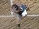 Wooden walking stick hand carved Goat handmade wooden walking cane