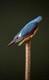 Wooden walking stick hand carved beautiful bird handmade wooden walking cane