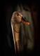 Wooden walking stick hand carved bird handmade wooden walking cane