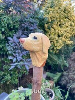 Yellow Labrador Head, Hand Carved in Lime on Hazel Shank Country Walking stick